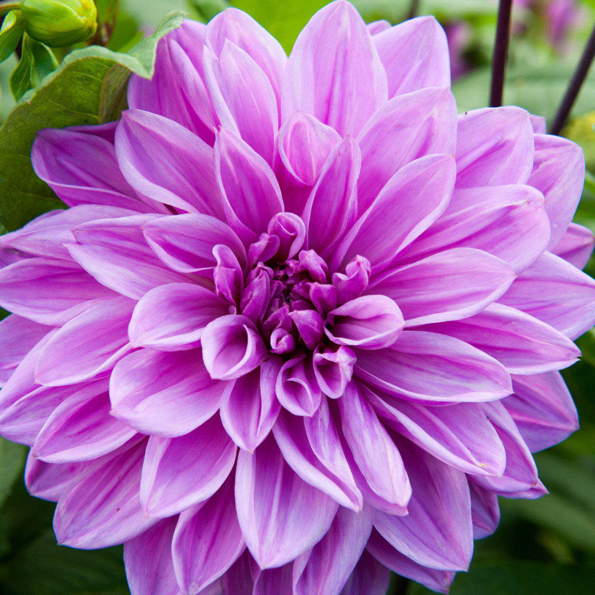 jirinka-lilac-time-dahlia-cibulky-jirinek-1-ks.webp