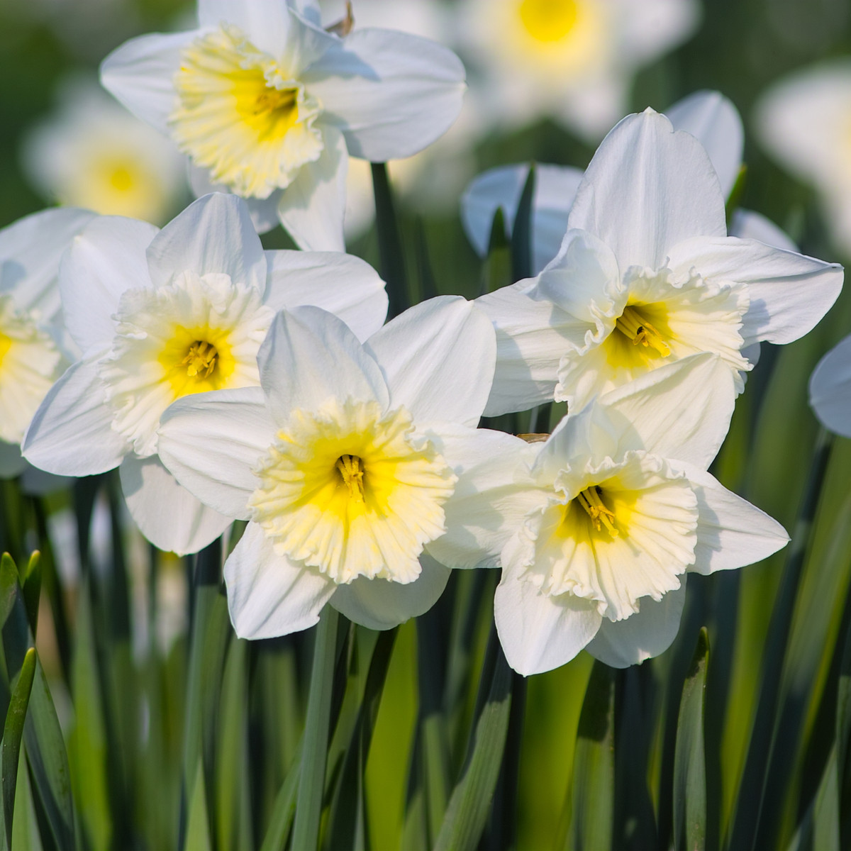 narcis-mount-hood-narcissus-trumpet-cibule-narcisu-3-ks.webp