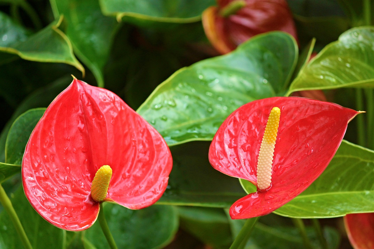 pokojova-kvetina-anthurium_4118_4055